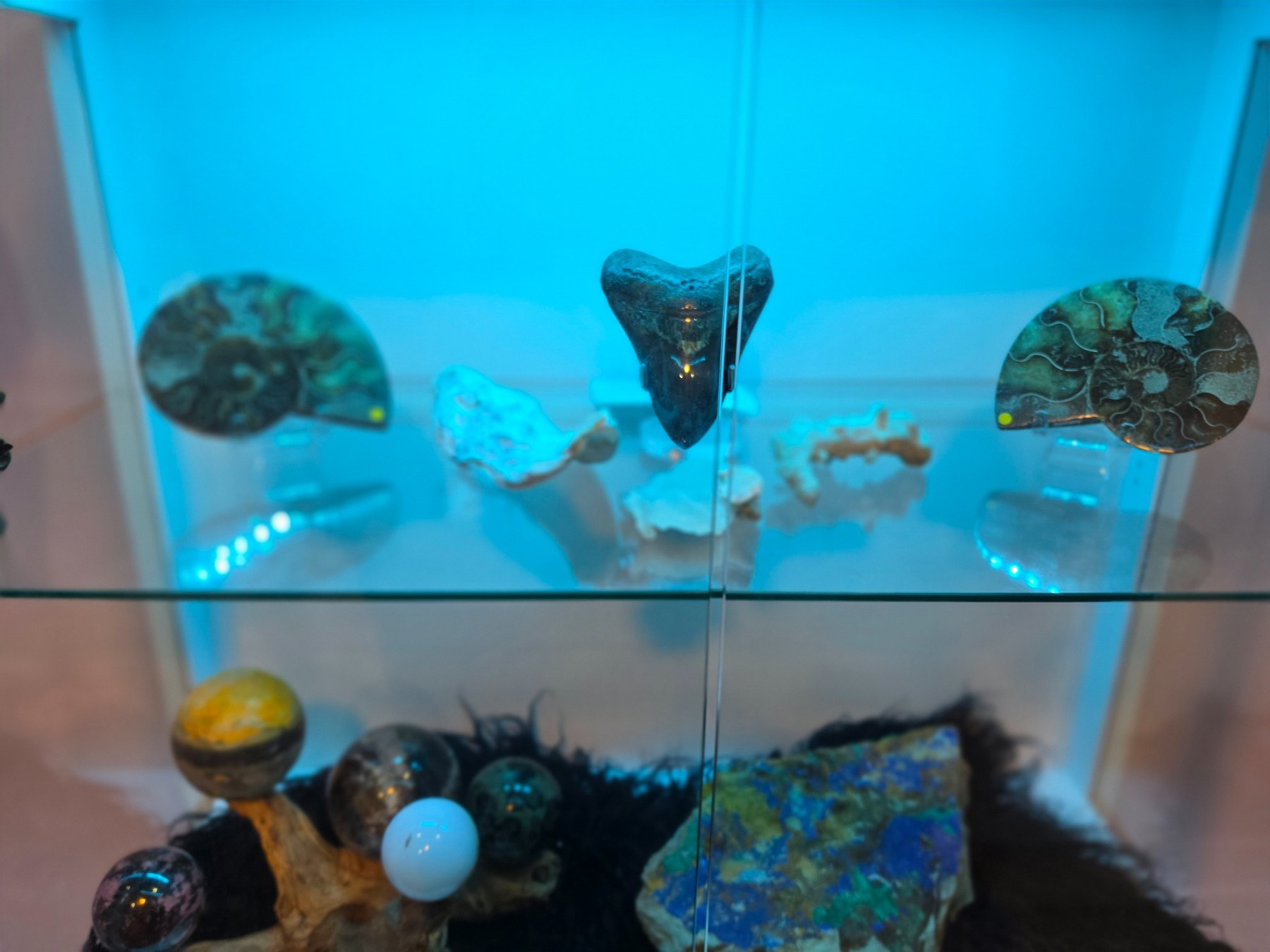 Close view of fossils and a Megalodon tooth in the display case